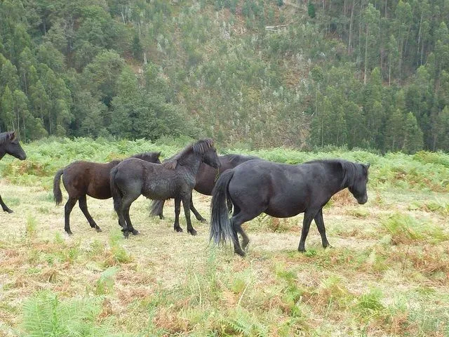 Ruta BU07 SOLLUBE, ruta de nivel difícil en la zona Busturialdea Urdaibai